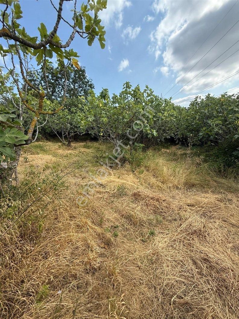 Bursa Nilüfer Dağyenice De 1916 M2 Köy İçi Tarla 18.000.000 Tl - Görsel 5