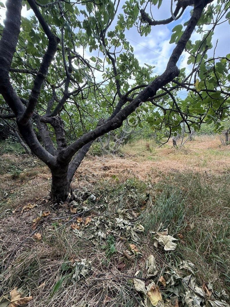 Bursa Nilüfer Dağyenice De 1916 M2 Köy İçi Tarla 18.000.000 Tl - Görsel 3