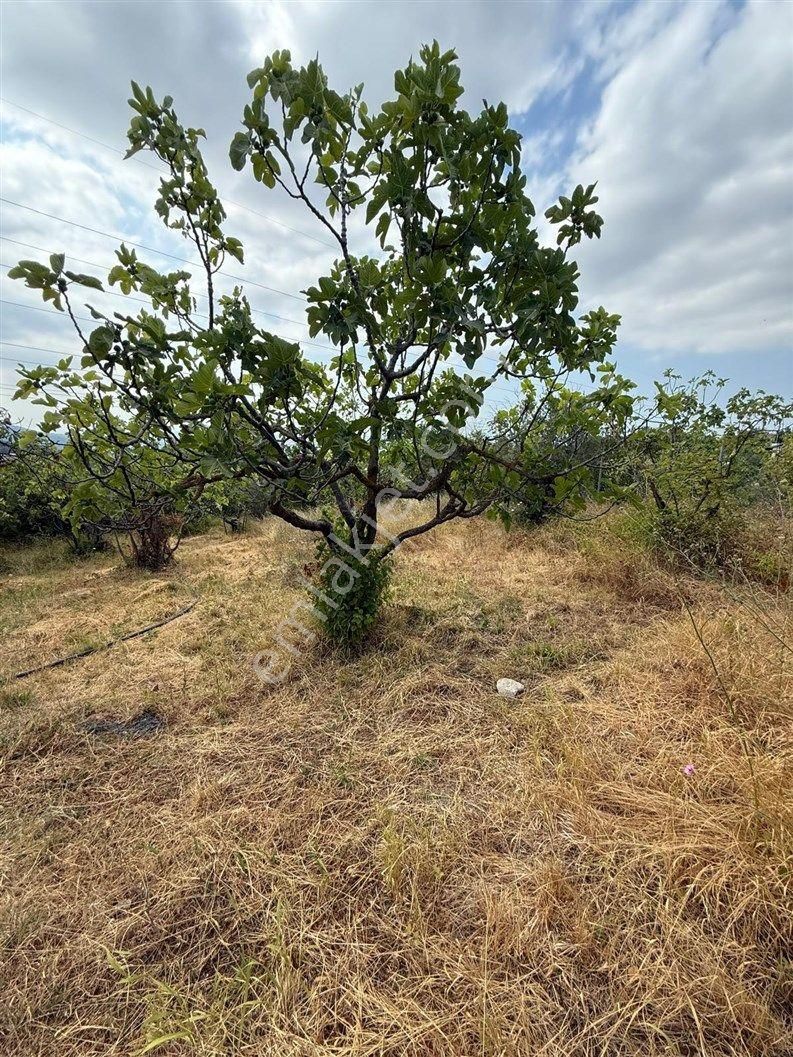 Bursa Nilüfer Dağyenice De 1916 M2 Köy İçi Tarla 18.000.000 Tl - Görsel 27