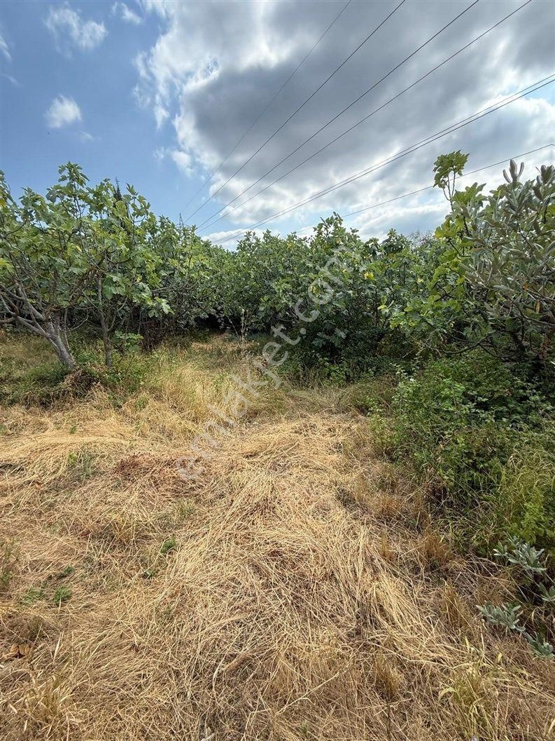 Bursa Nilüfer Dağyenice De 1916 M2 Köy İçi Tarla 18.000.000 Tl - Görsel 23