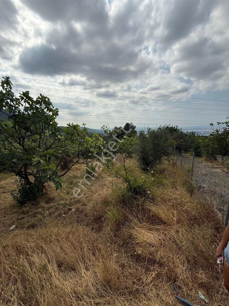 Bursa Nilüfer Dağyenice De 1916 M2 Köy İçi Tarla 18.000.000 Tl - Görsel 4