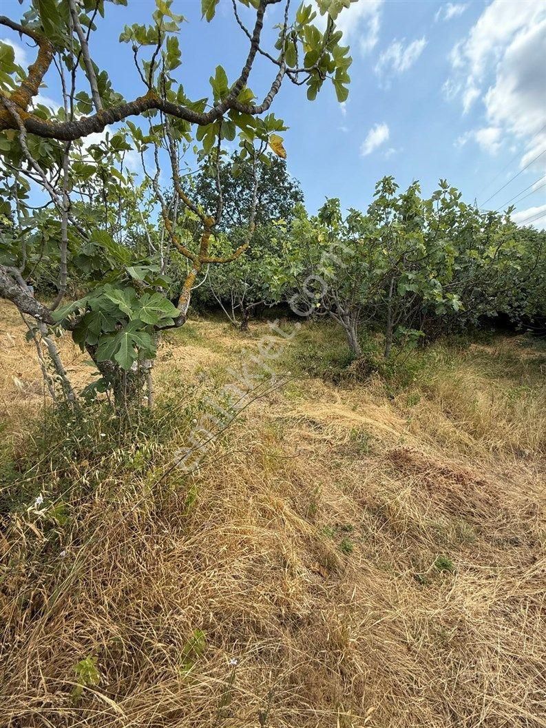 Bursa Nilüfer Dağyenice De 1916 M2 Köy İçi Tarla 18.000.000 Tl - Görsel 9