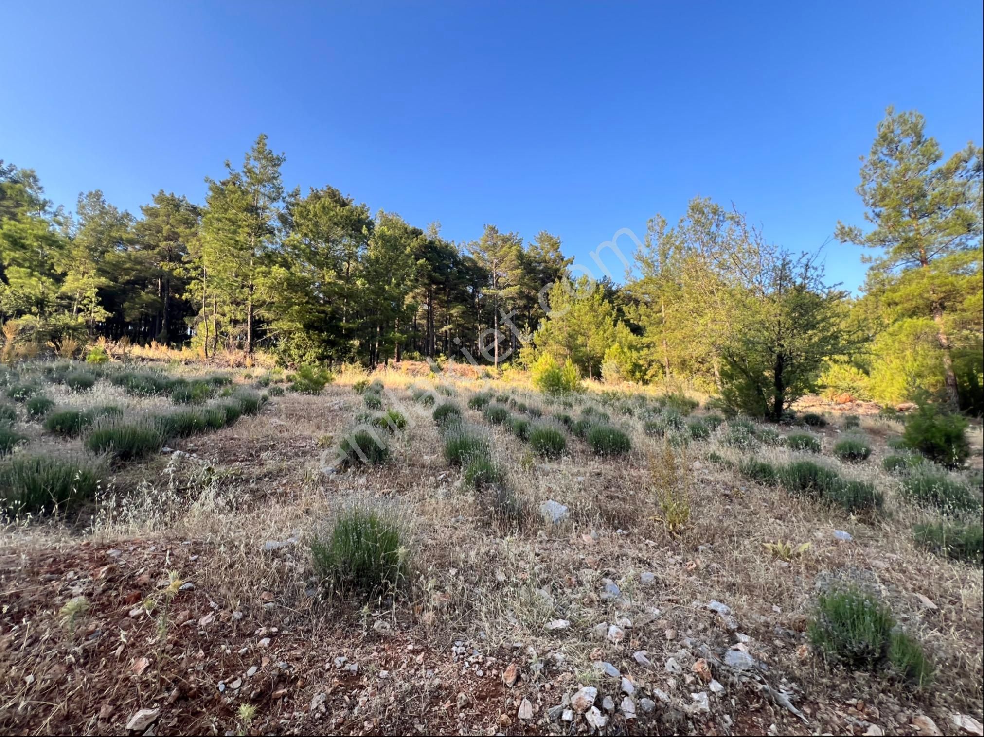 Turasay Gayrimenkulden 6.400 M2 Lik Yatırım Fırsatı