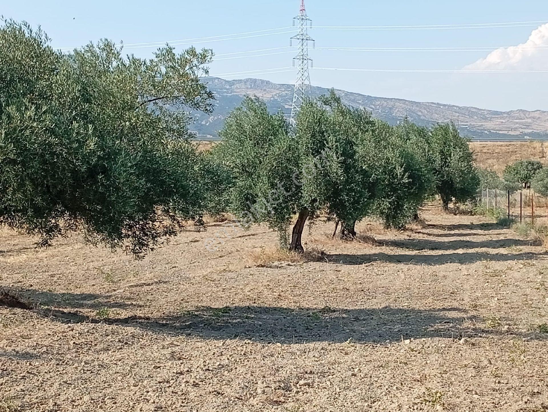 Mirac Emlaktan Denizli Sarayköy Kumlucada 4 Dönüm Zeytinlik Satılıktır - Görsel 9