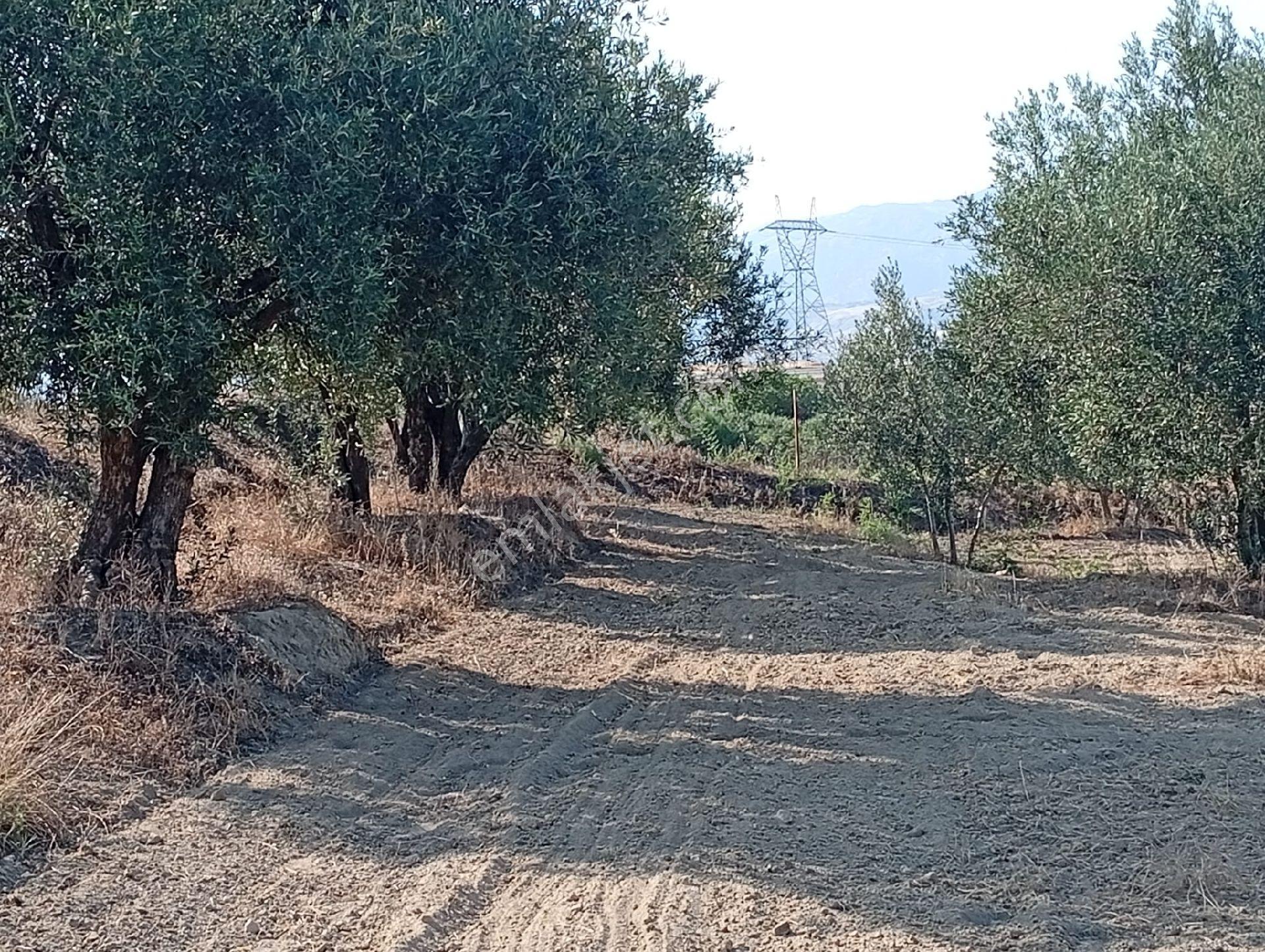 Mirac Emlaktan Denizli Sarayköy Kumlucada 4 Dönüm Zeytinlik Satılıktır - Görsel 6