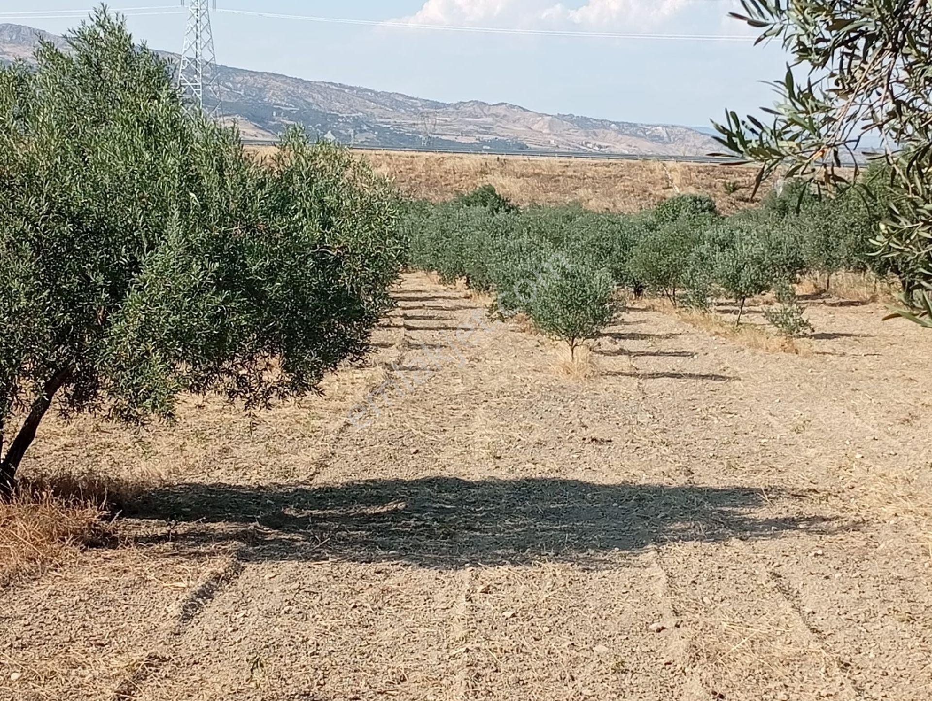Mirac Emlaktan Denizli Sarayköy Kumlucada 4 Dönüm Zeytinlik Satılıktır - Görsel 2