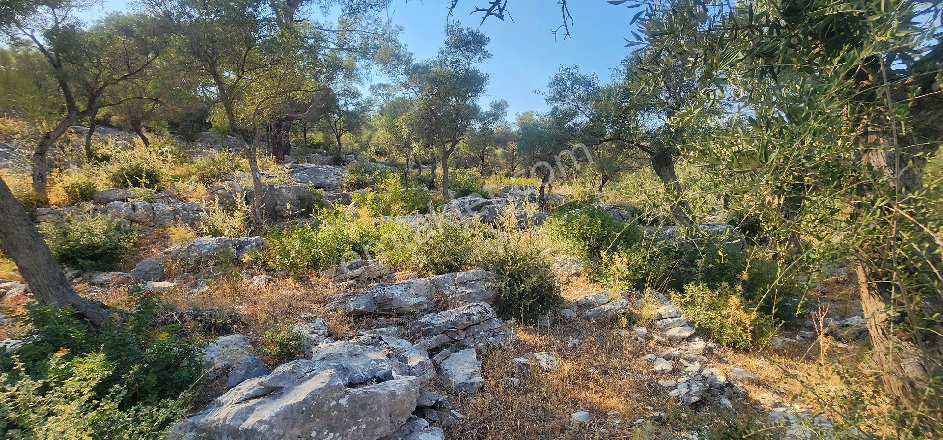 Muğla Milas Kazıklıda Denız Manzaralı Ana Yola Yakın Yatırımlık - Görsel 11