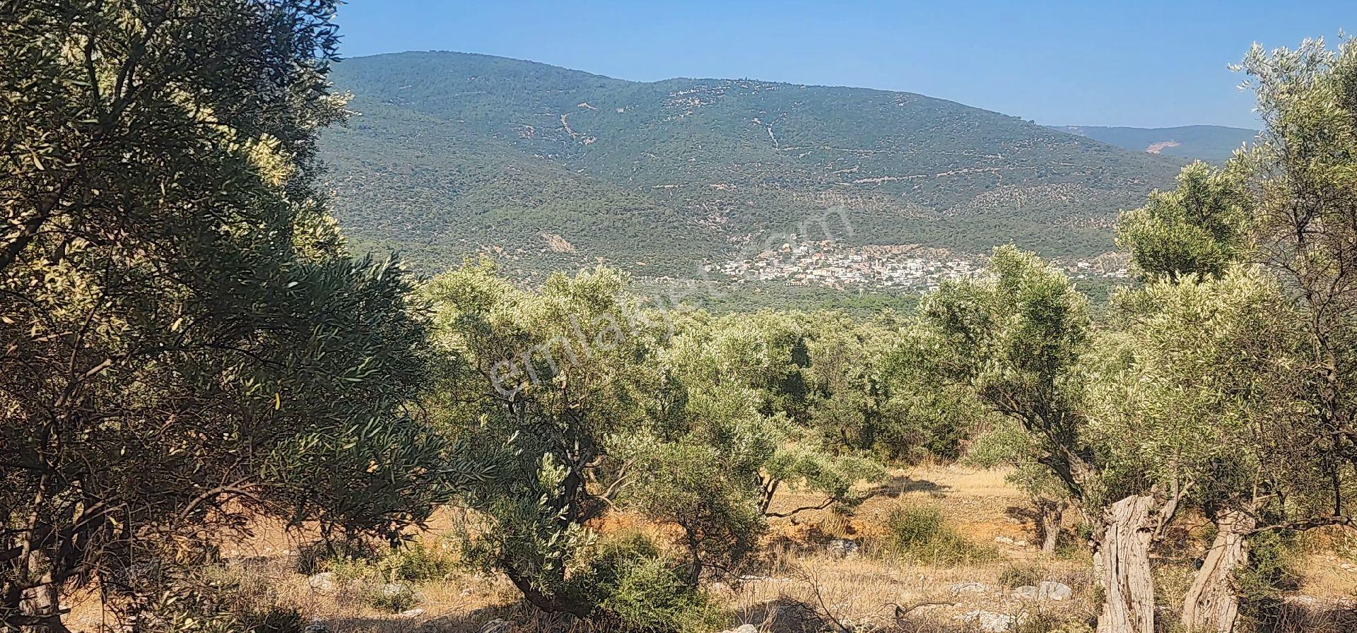 Muğla Milas Kazıklıda Denız Manzaralı Ana Yola Yakın Yatırımlık - Görsel 5
