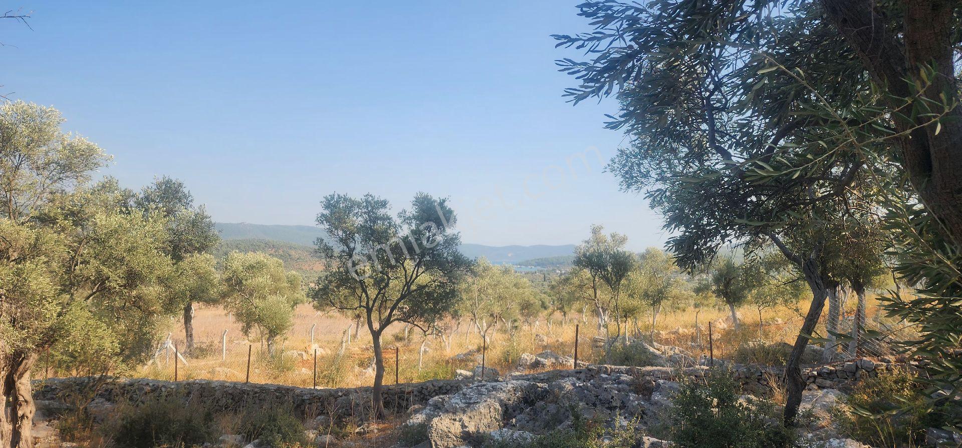 Muğla Milas Kazıklıda Denız Manzaralı Ana Yola Yakın Yatırımlık - Görsel 10