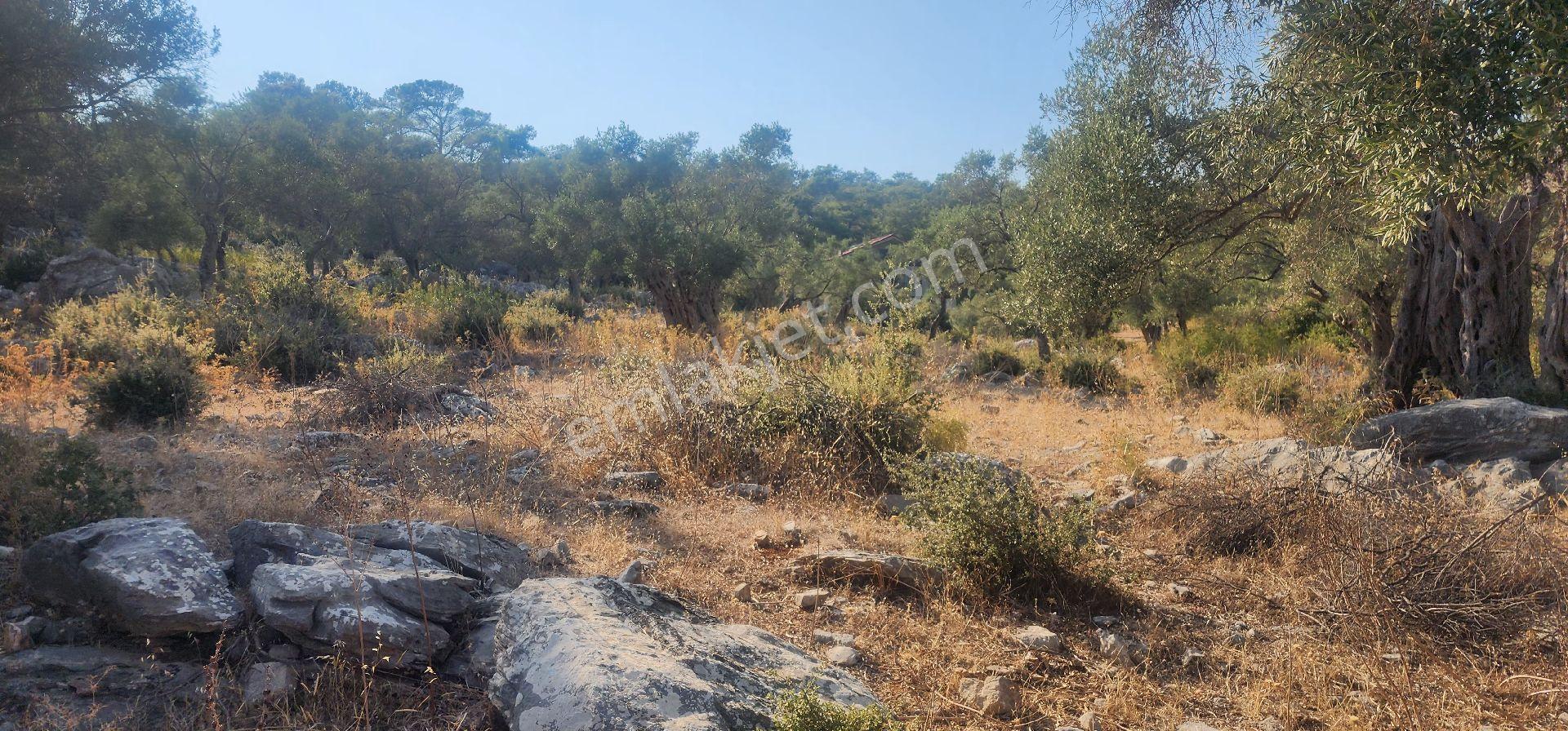 Muğla Milas Kazıklıda Denız Manzaralı Ana Yola Yakın Yatırımlık - Görsel 8