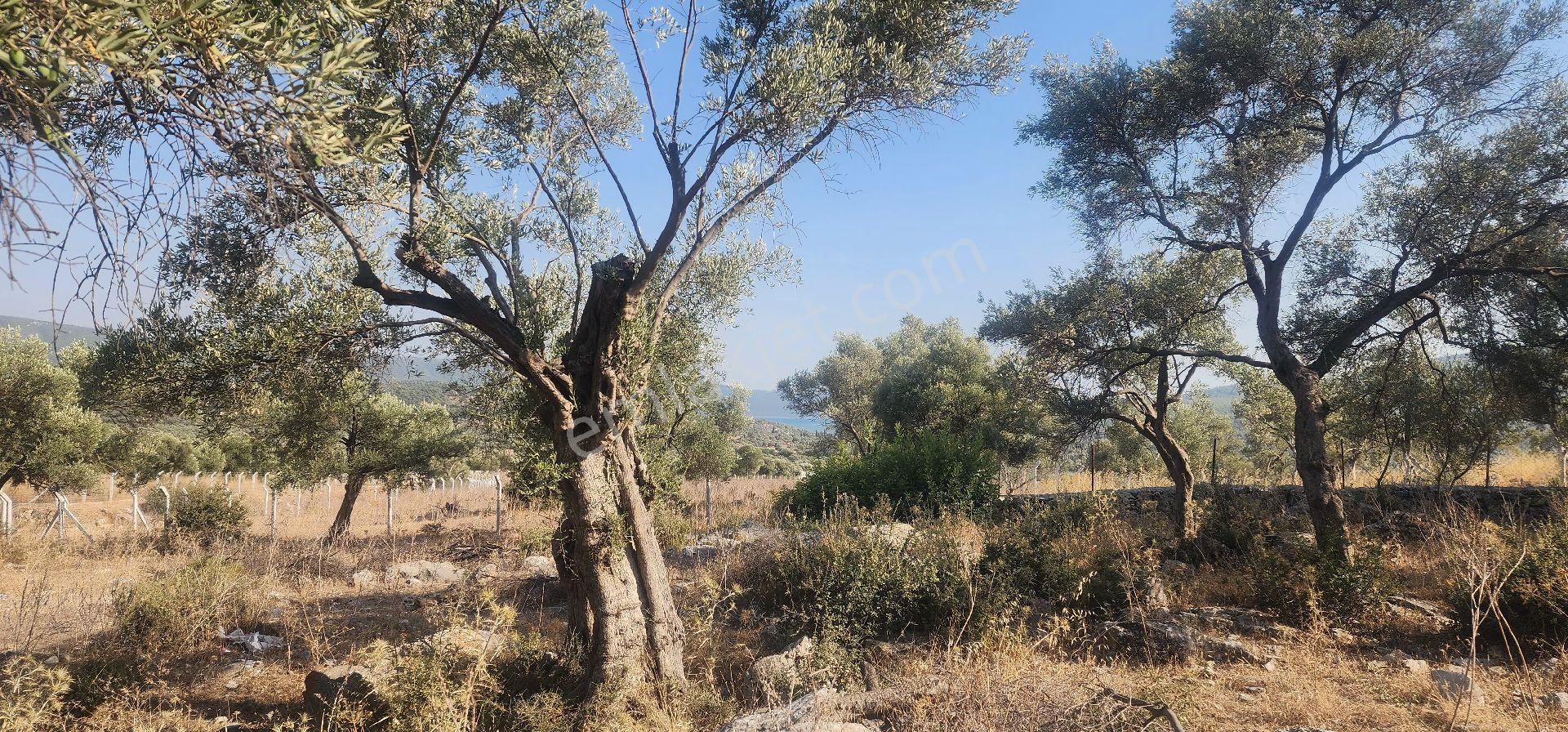 Muğla Milas Kazıklıda Denız Manzaralı Ana Yola Yakın Yatırımlık - Görsel 9
