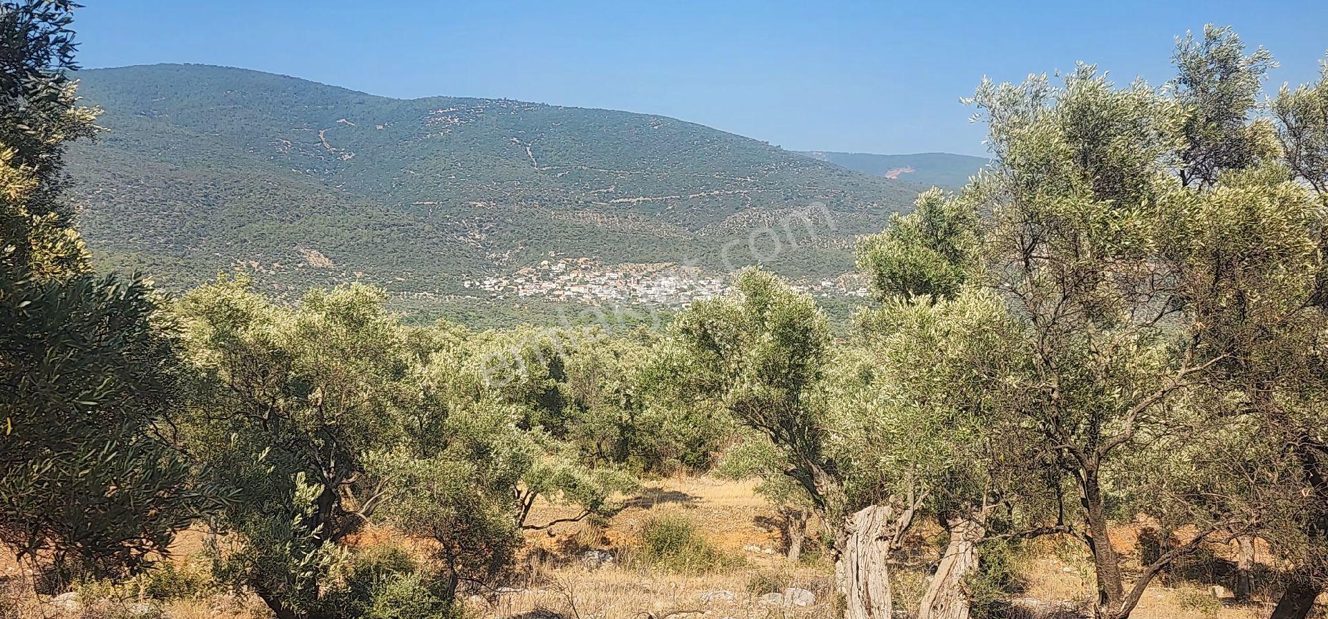 Muğla Milas Kazıklıda Denız Manzaralı Ana Yola Yakın Yatırımlık - Görsel 6