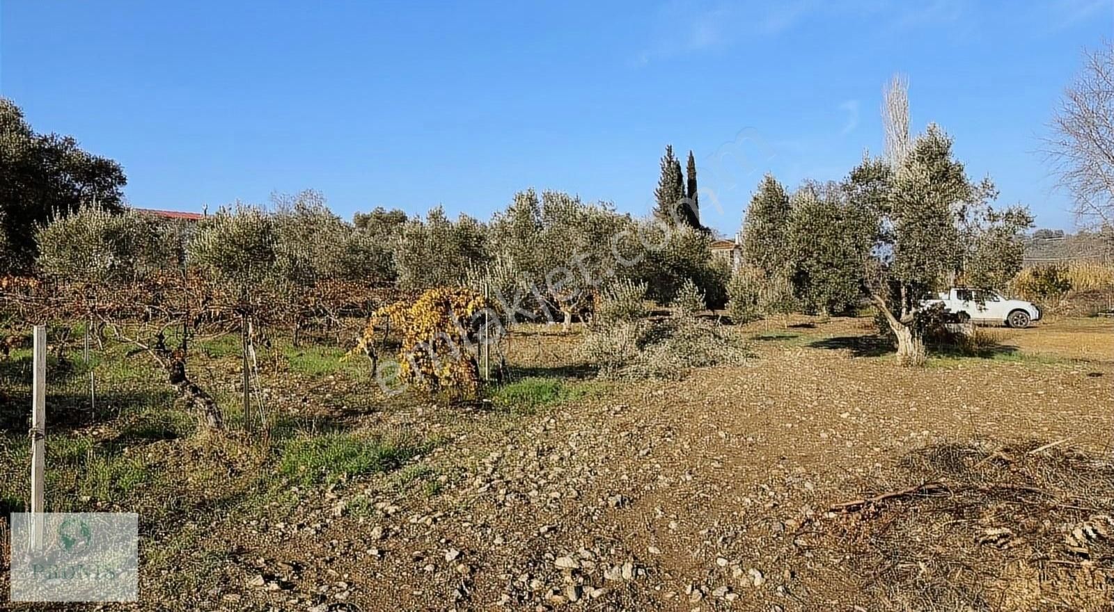 Dereköy'de 5 Dönümde Kurulu Ev Ve Bahçe - Görsel 32
