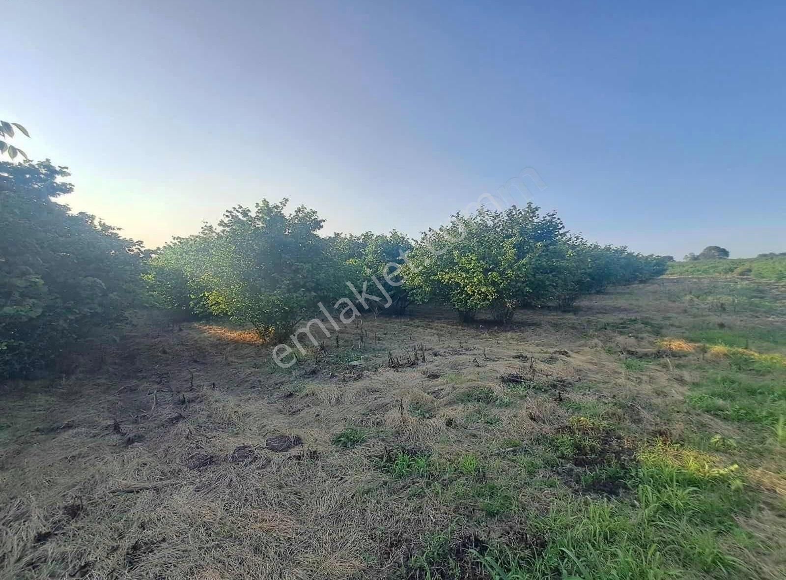 Sevgiemlaktan Satılık Arazi - Görsel 4