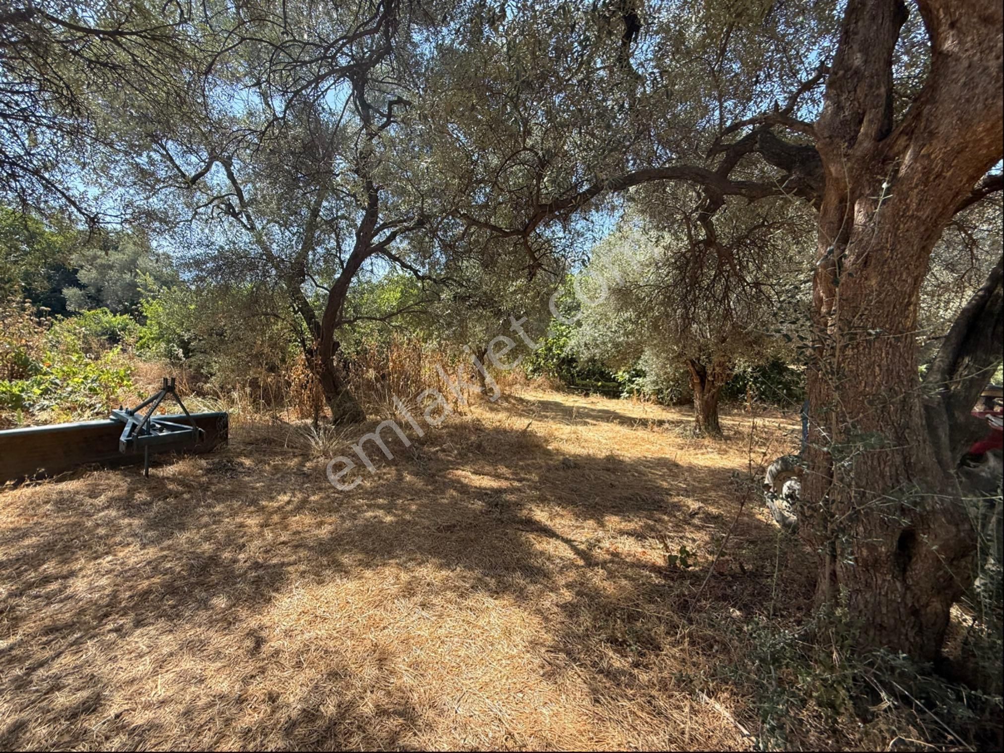 Pek Emlaktan Tire Yenişehirde Düzde Satılık Zeytinlik - Görsel 9