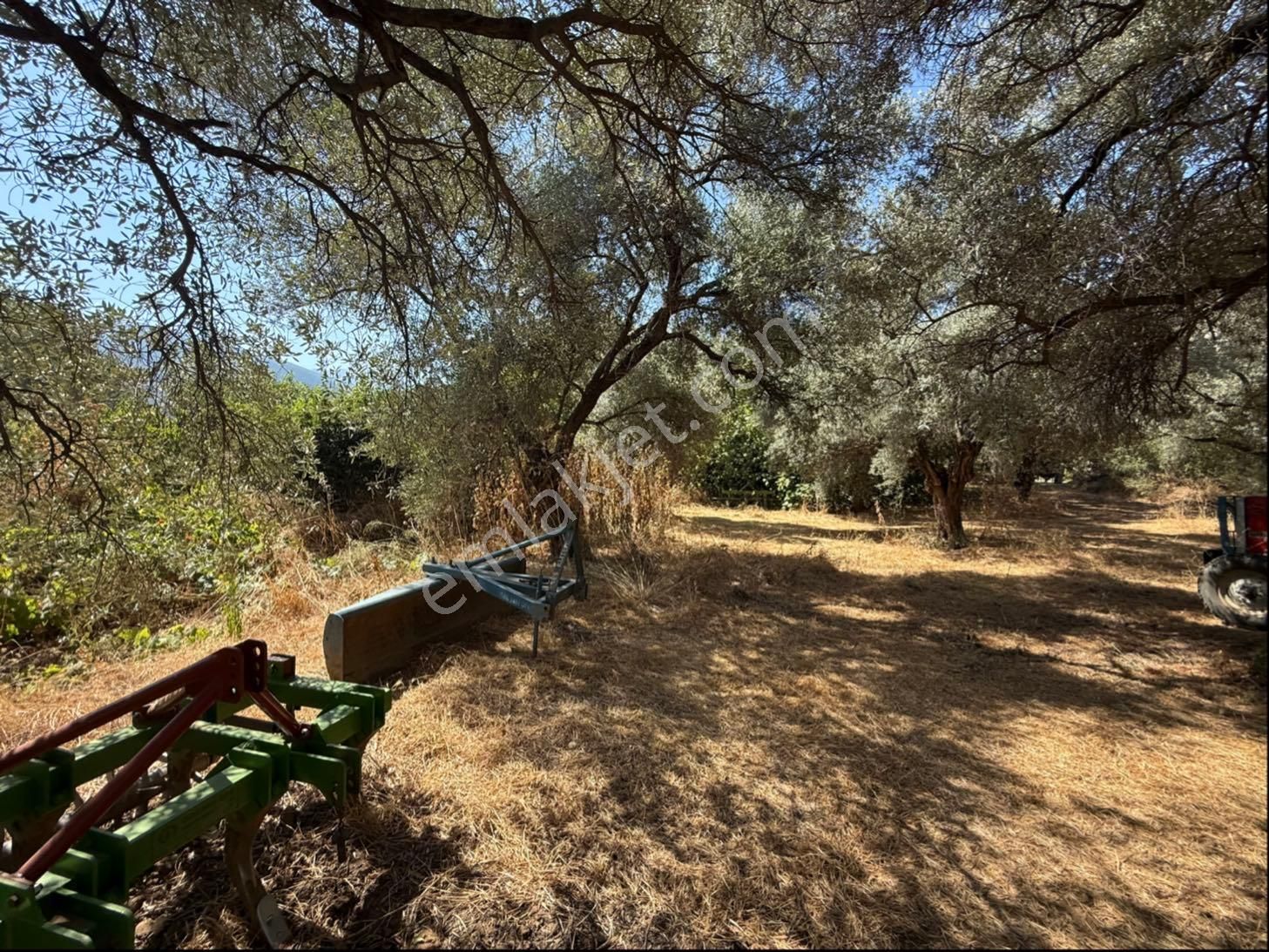 Pek Emlaktan Tire Yenişehirde Düzde Satılık Zeytinlik - Görsel 2