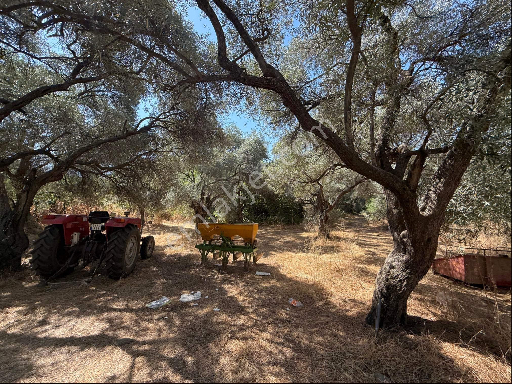 Pek Emlaktan Tire Yenişehirde Düzde Satılık Zeytinlik - Görsel 13
