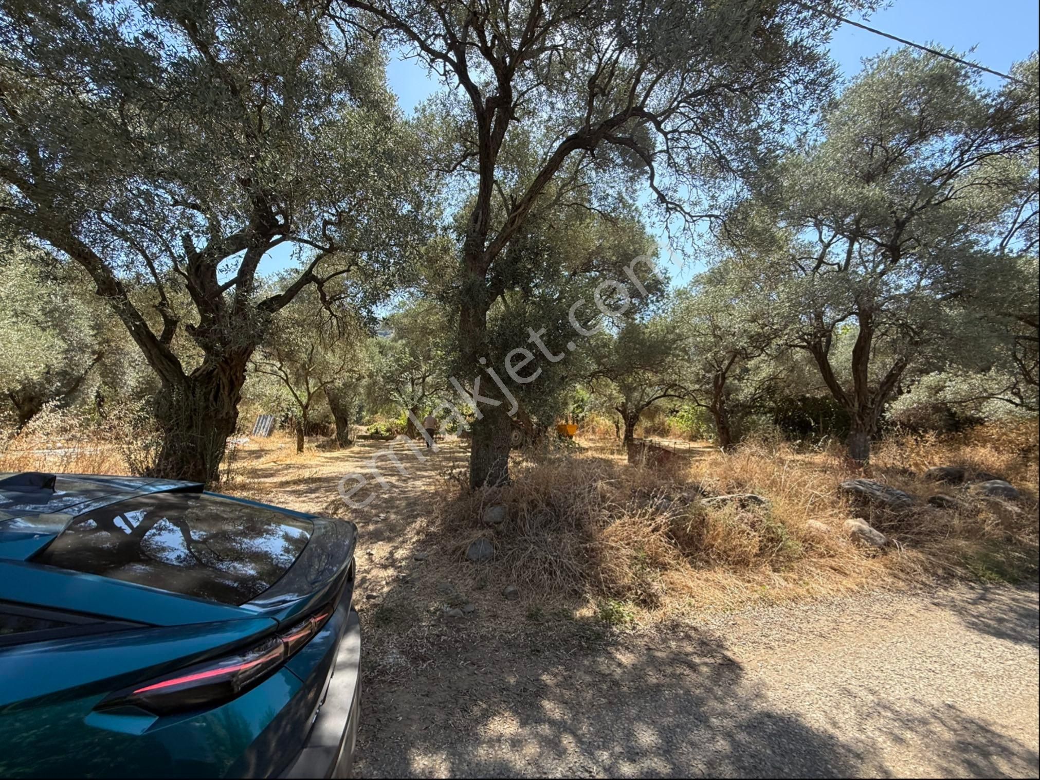 Pek Emlaktan Tire Yenişehirde Düzde Satılık Zeytinlik - Görsel 16