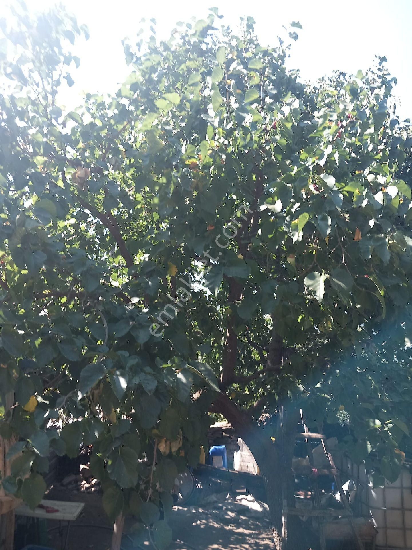 Ali Akdoğan Emlak Ofisinden Köy İçi Mevkiinde Arsa Satılıktır - Görsel 5