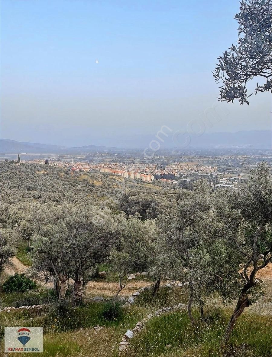 Bayındır İlçe 400 M Kadastral Yollu 5244 M2 Manzaralı Zeytinlik