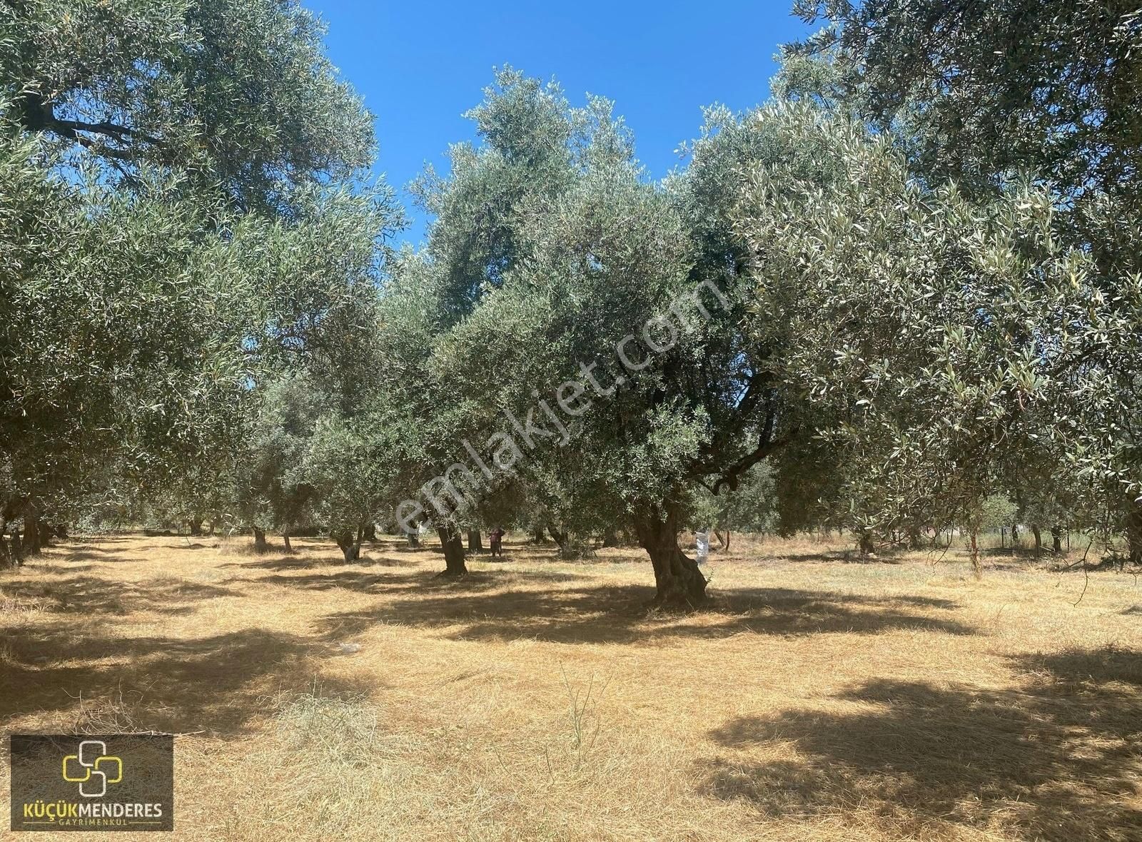 Küçük Menderes'ten Kiraz Ceritler Mh. Satılık 5.610 M2 Zeytinlik