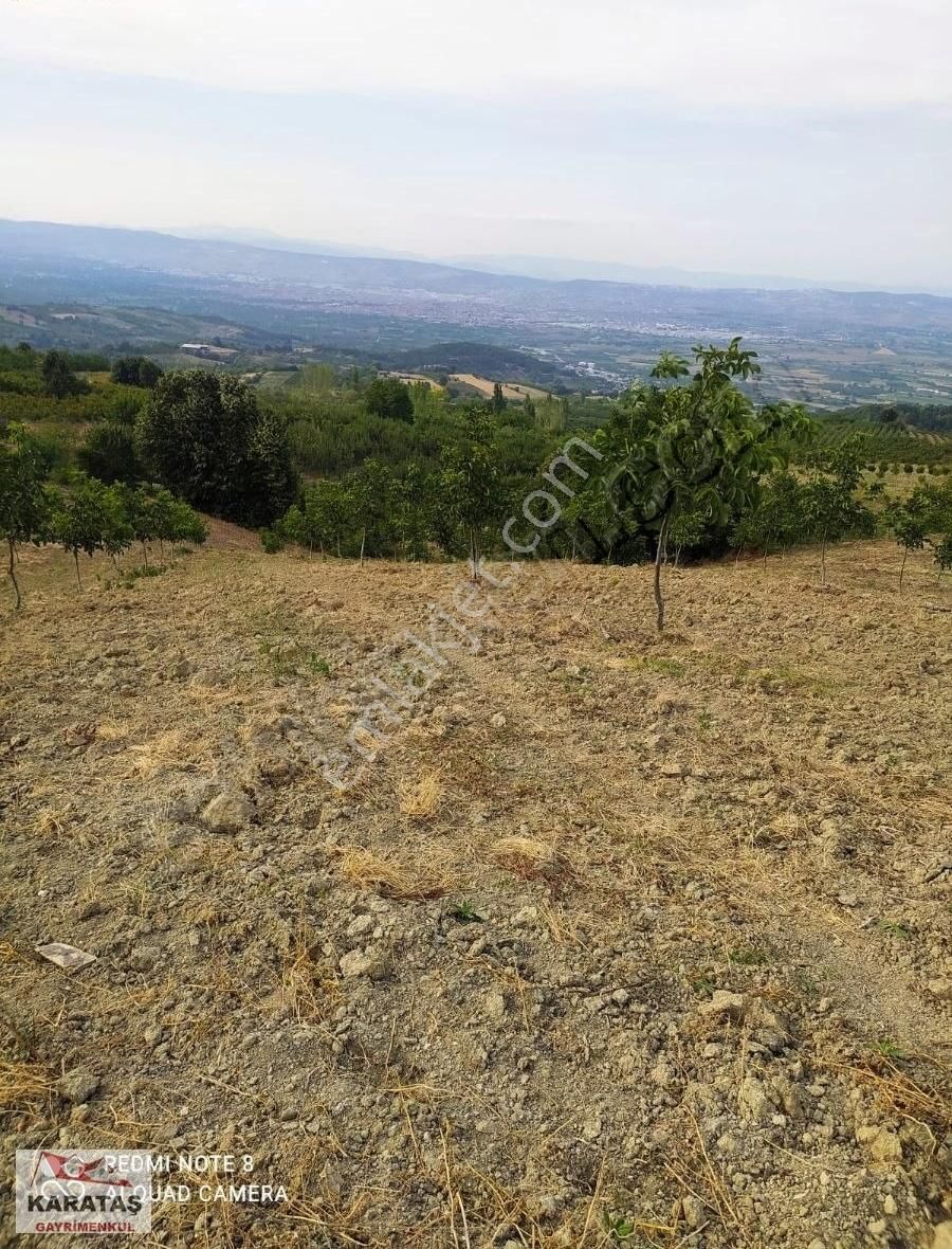 İnegöl Dipsizgölde 14 Dönüm Kupon Ceviz Bahçesi - Görsel 3