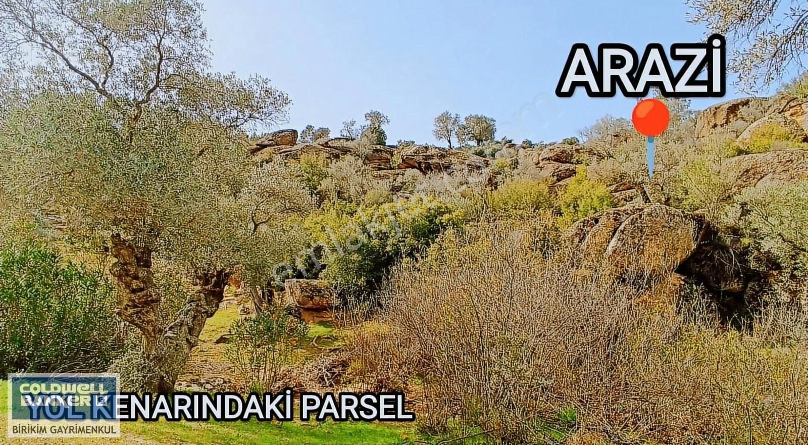 Aydın'da 4256 M2 Tapuda Kayıtlı 40 Ağaçlı Şahane Zeytinlik