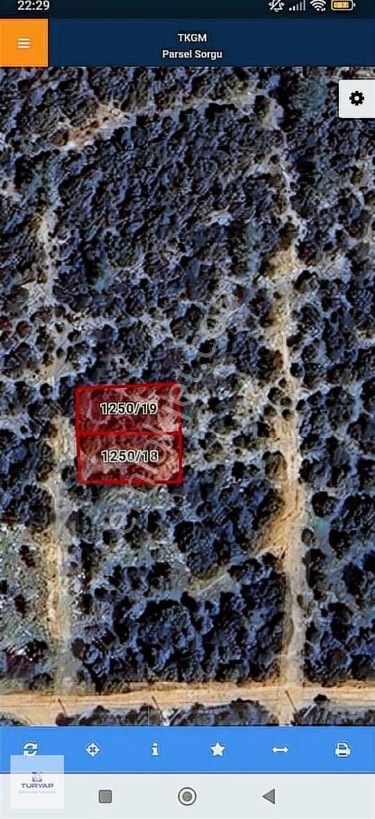 Yanyana 2 Adet Kardelen Arsaları