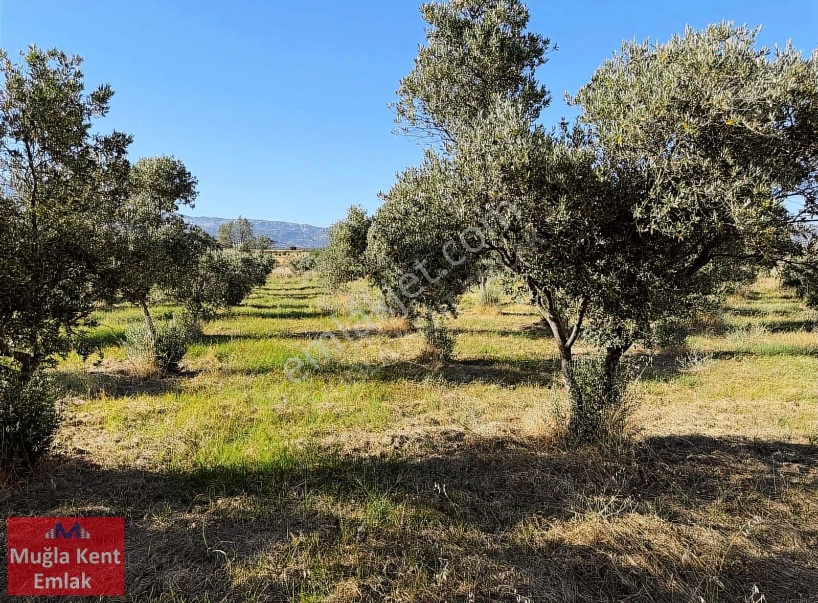 Muğla Yatağan Hacıbayramlar Mah. Satılık 12.450 M2 Zeytinlik