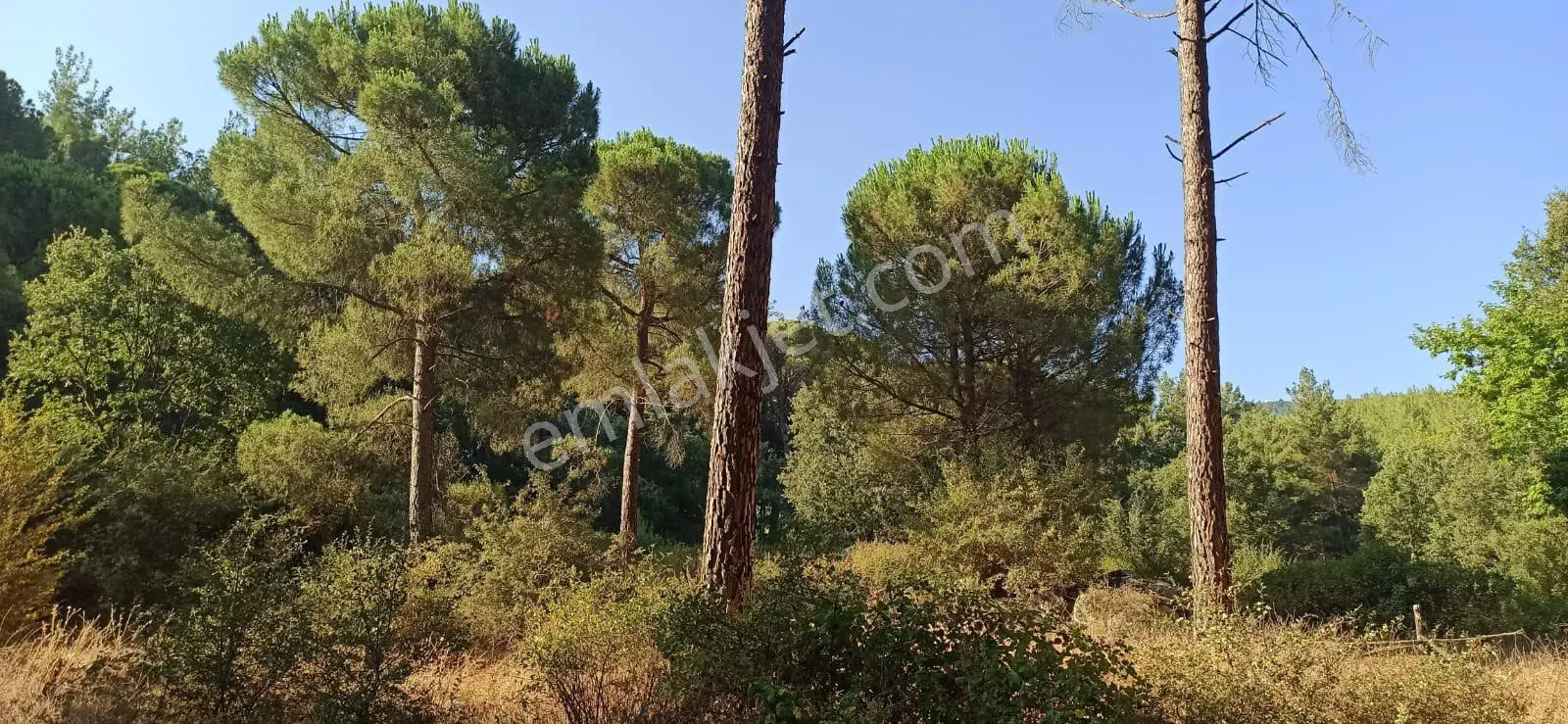 Kozak Çelebi Emlak Tan Yukarıbey De Müstakil Tapulu Çamlık 2900 M2 - Görsel 2