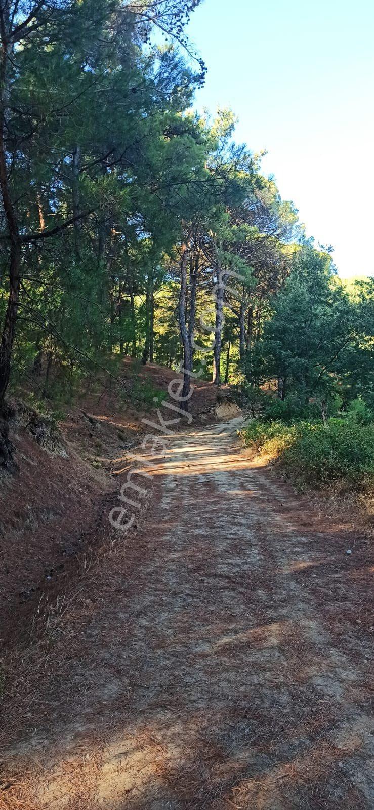 Kozak Çelebi Emlak Tan Yukarıbey De Müstakil Tapulu Çamlık 2900 M2 - Görsel 12
