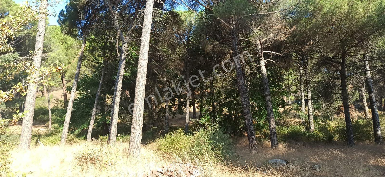 Kozak Çelebi Emlak Tan Yukarıbey De Müstakil Tapulu Çamlık 2900 M2 - Görsel 10