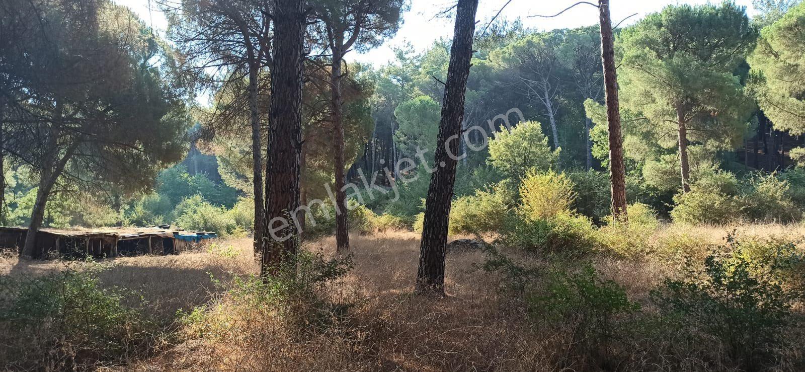 Kozak Çelebi Emlak Tan Yukarıbey De Müstakil Tapulu Çamlık 2900 M2 - Görsel 9