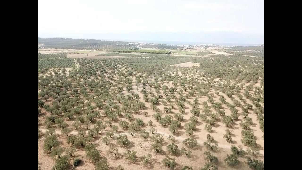 Ali Türk Gayrimenkulden Gömeç Karaağaçta Satılık Zeytinlik - Görsel 4