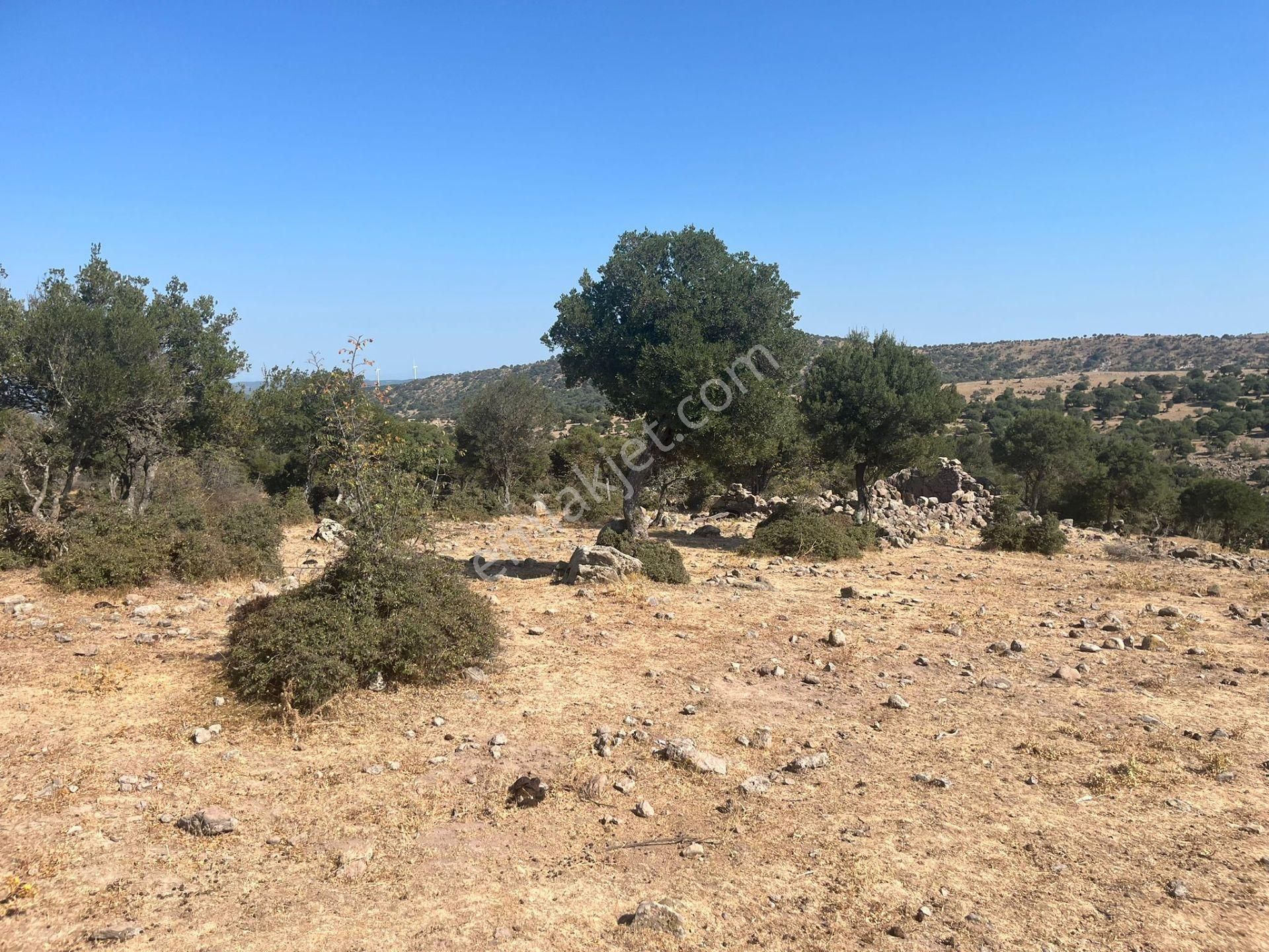 Çanakkale Ayvacık Çınarpınar’da Satılık Tarla! - Görsel 2