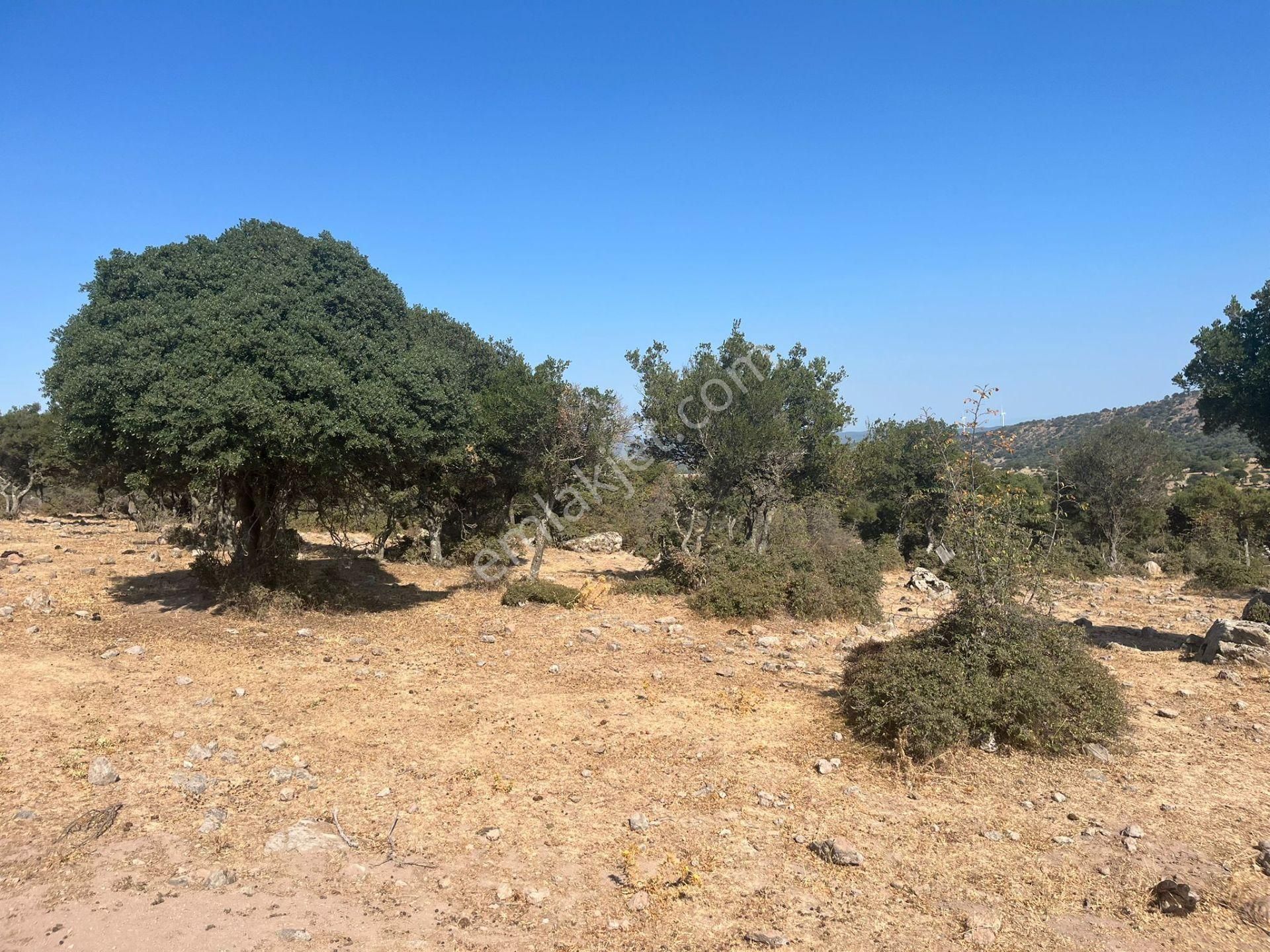 Çanakkale Ayvacık Çınarpınar’da Satılık Tarla! - Görsel 4