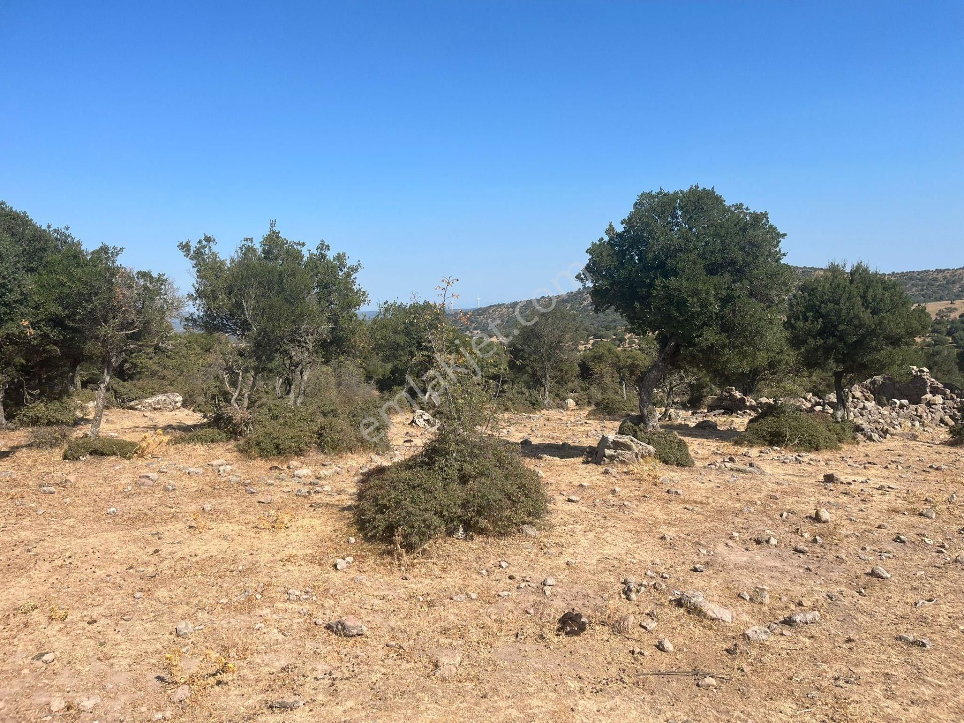 Çanakkale Ayvacık Çınarpınar’da Satılık Tarla! - Görsel 3