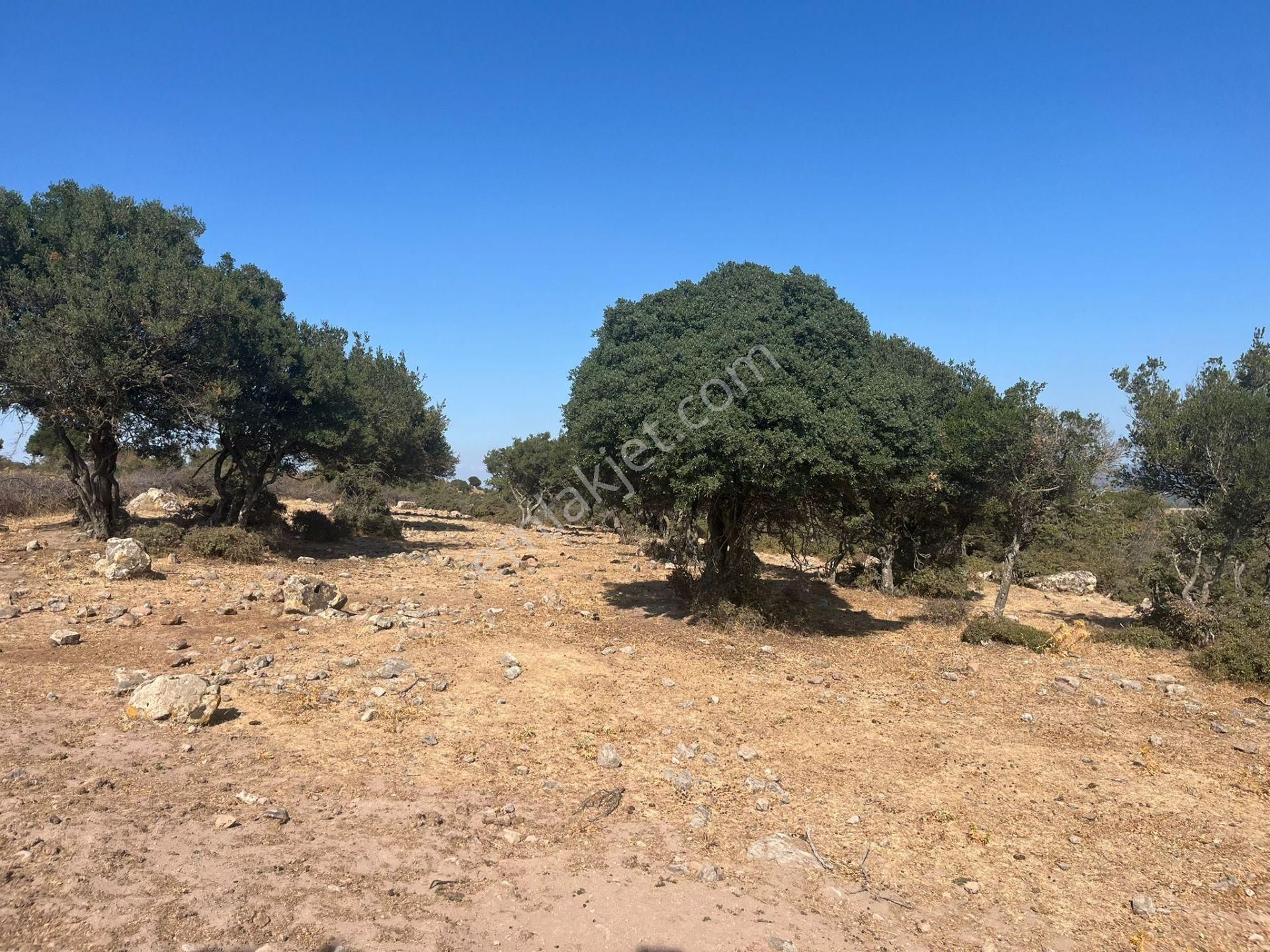 Çanakkale Ayvacık Çınarpınar’da Satılık Tarla! - Görsel 7