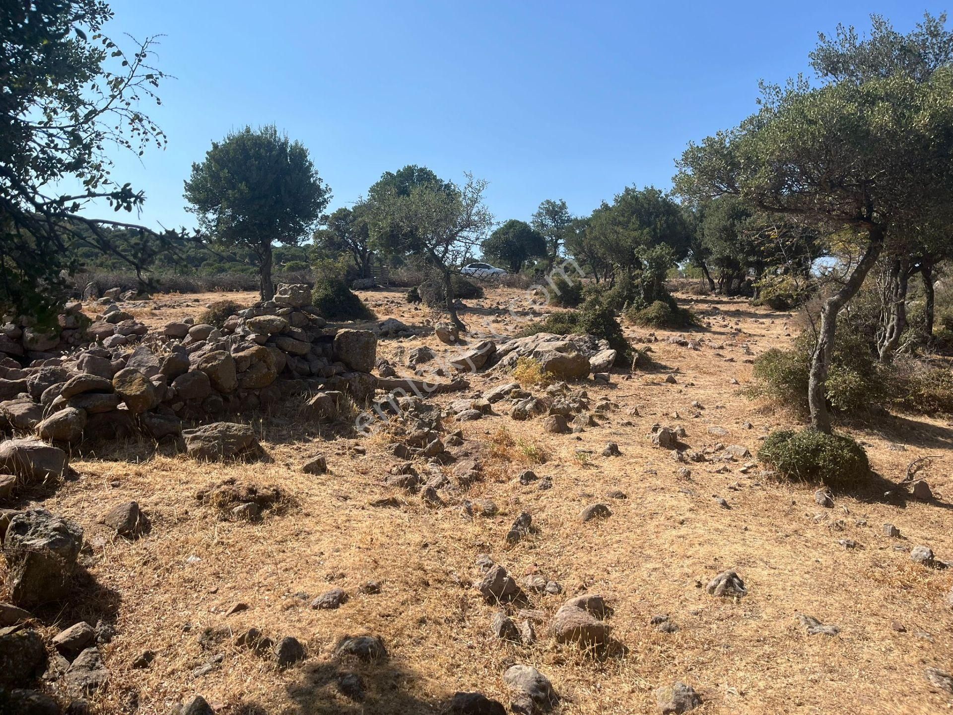 Çanakkale Ayvacık Çınarpınar’da Satılık Tarla! - Görsel 9