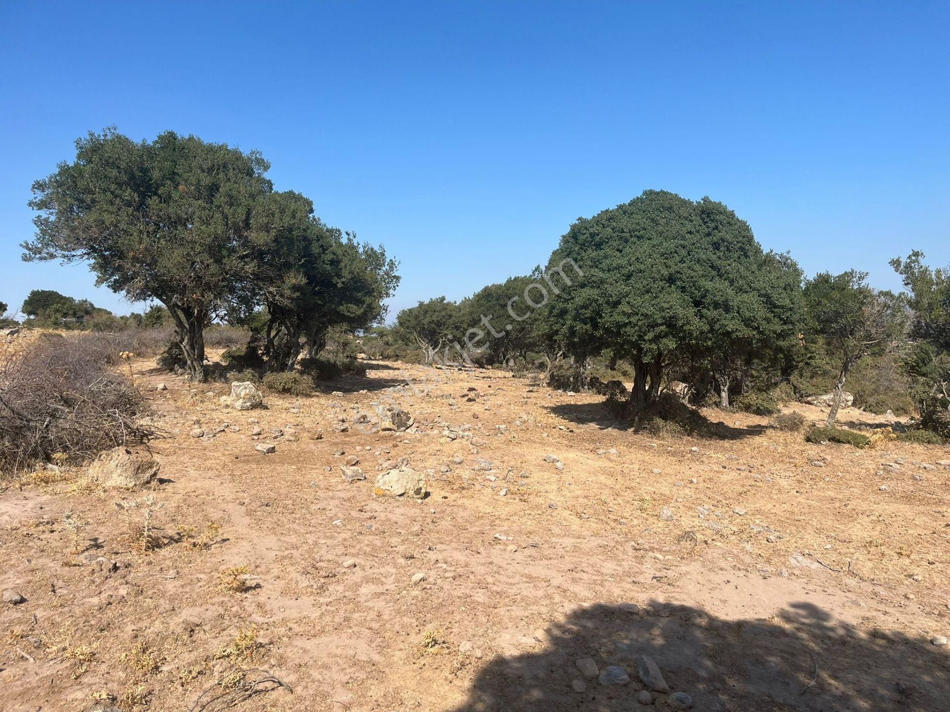 Çanakkale Ayvacık Çınarpınar’da Satılık Tarla!