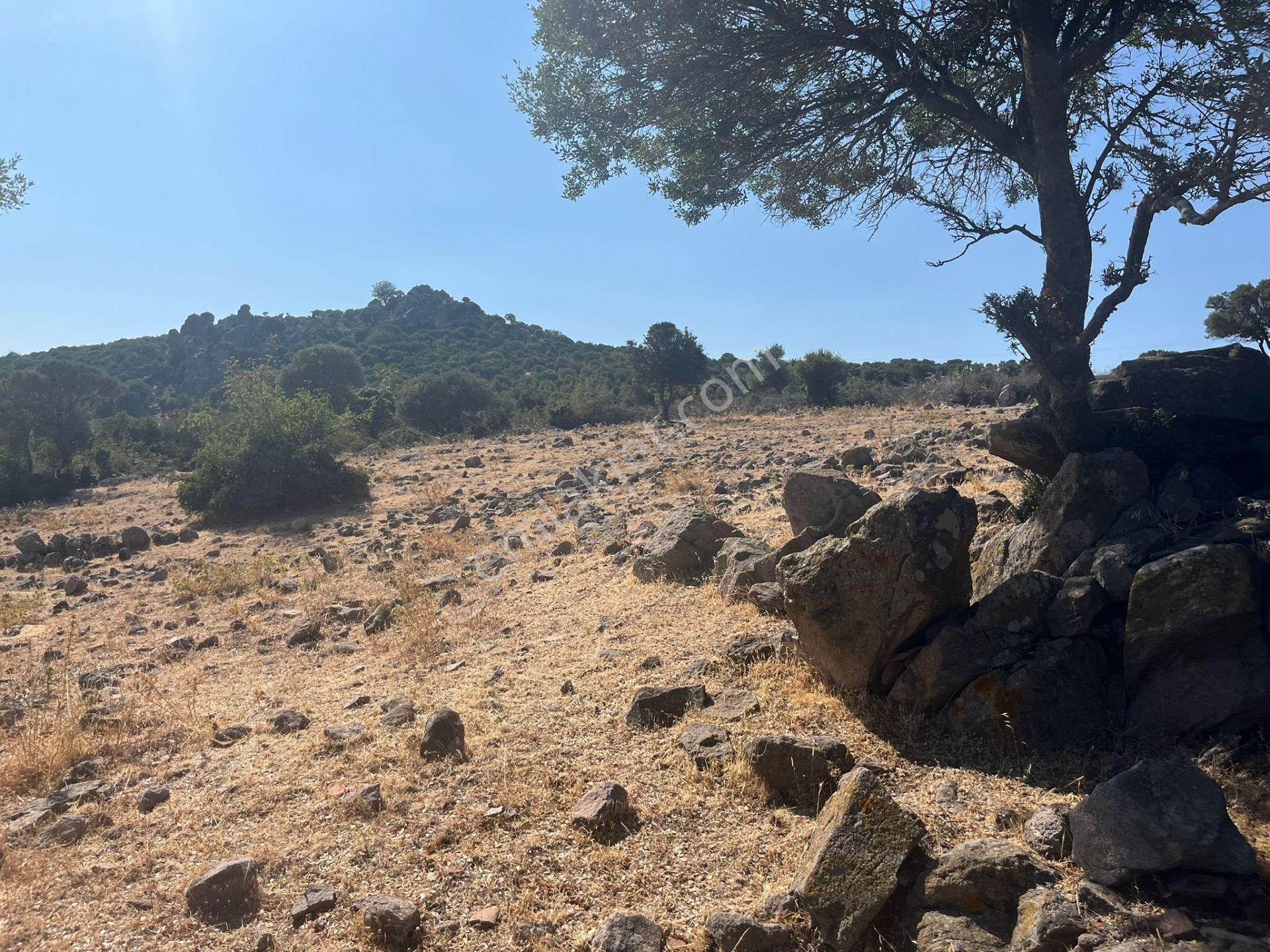 Çanakkale Ayvacık Çınarpınar’da Satılık Tarla! - Görsel 16