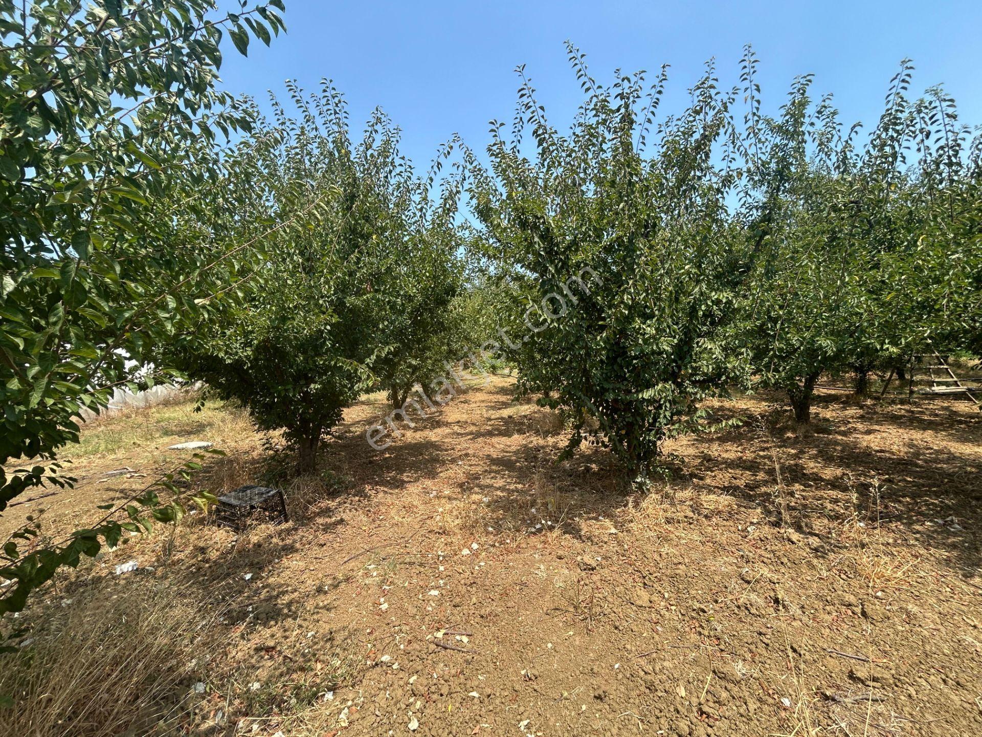 Kocaeli Karamürsel Karaahmetli Satılık 1979 M2 Bahçe - Görsel 9