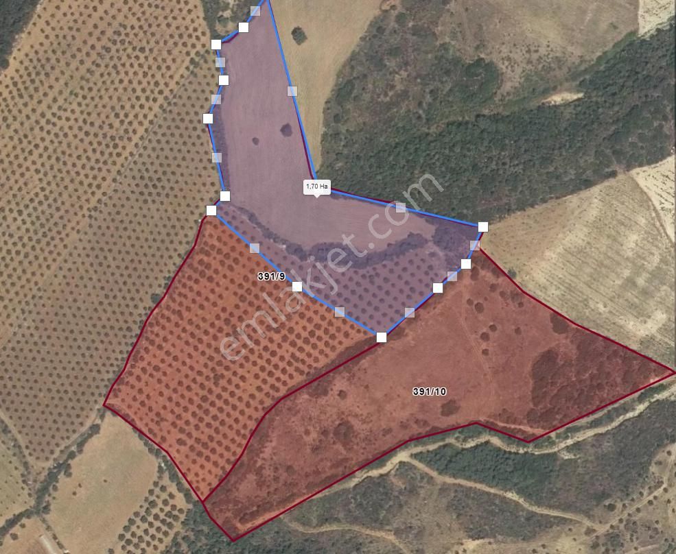Karacasu Yakını Boş Tarla Ve Zeytinlik 23.544 M2 - Görsel 8
