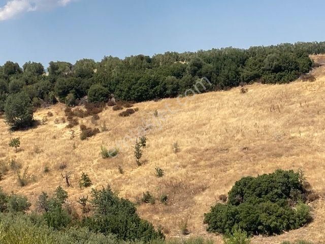 Karacasu Yakını Boş Tarla Ve Zeytinlik 23.544 M2 - Görsel 5