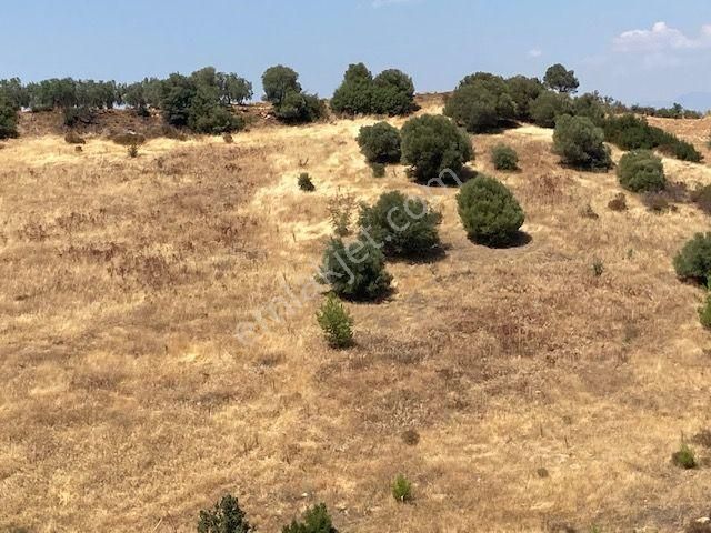 Karacasu Yakını Boş Tarla Ve Zeytinlik 23.544 M2 - Görsel 6
