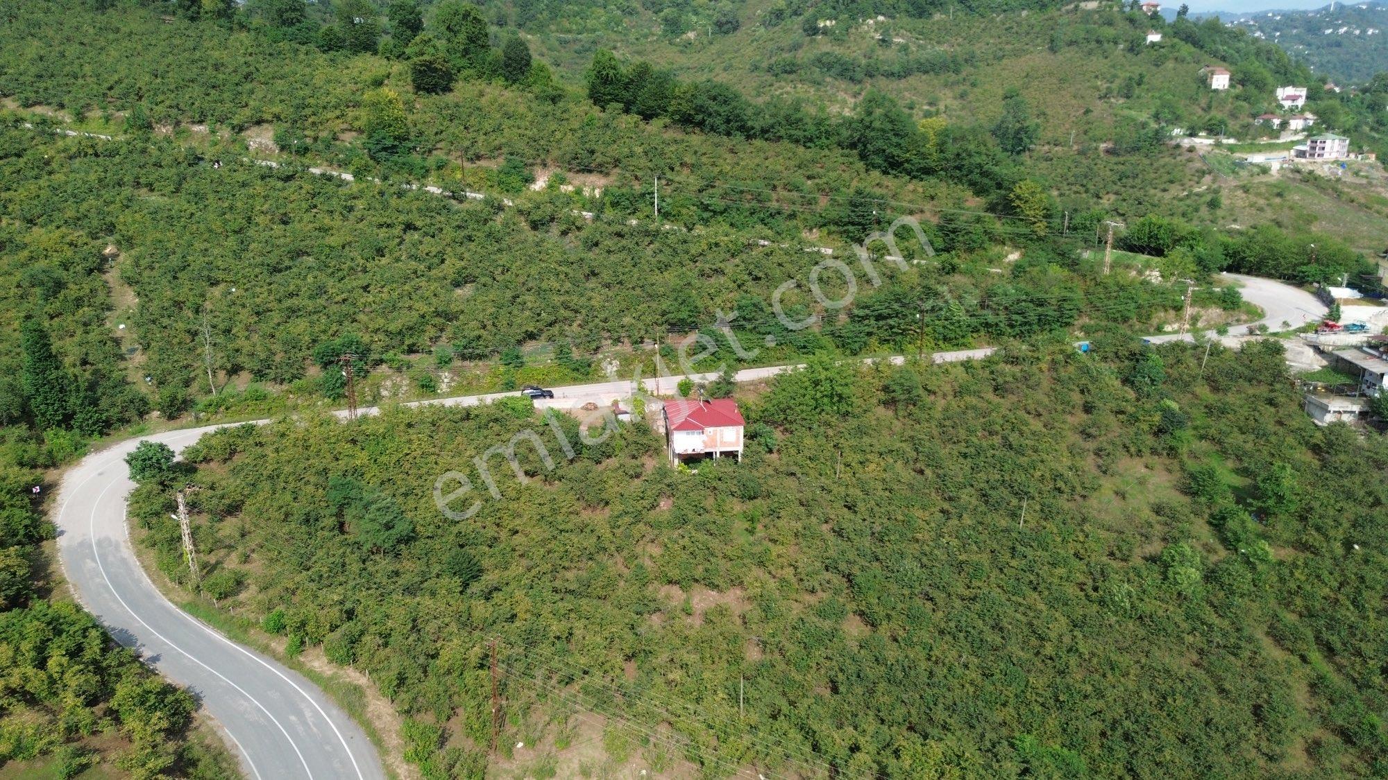 Z Grup Bolaman Hüsamoğlu Mah. 2700 M2 Fındık Bahçesi İçinde Satılık 3+1 Bina - Görsel 2