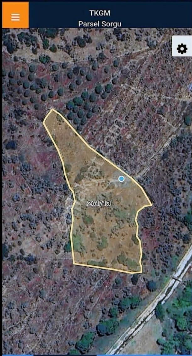 Aydın Koçarlı İlçesin'de Yol Kenarın Da Satılık Zeytinlik