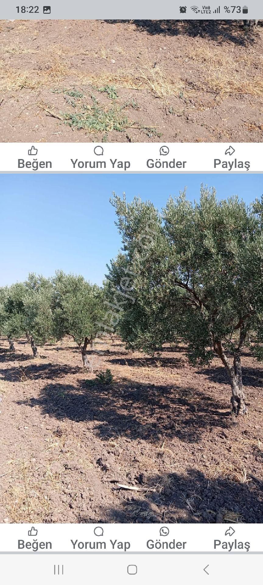 Satılık Zeytinlik - Görsel 3