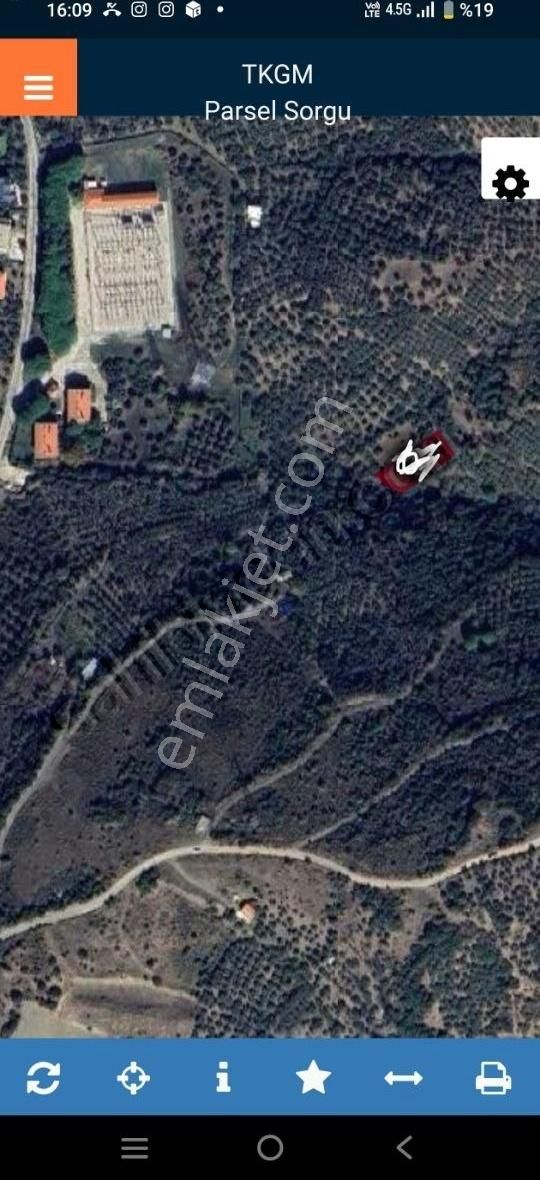 Çakır Emlak Dan. Satılık Zeytinlik - Görsel 4