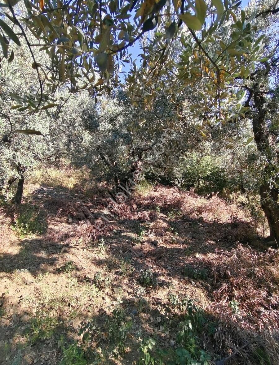 Çakır Emlak Dan. Satılık Zeytinlik - Görsel 3